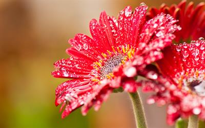 Gerbera jasemonii